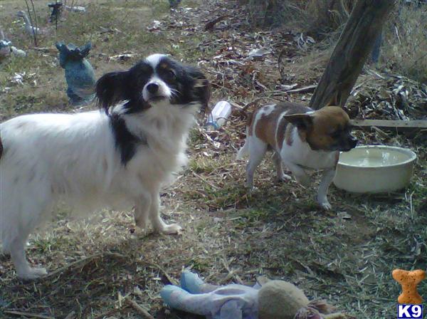 Chihuahua Puppies in TX